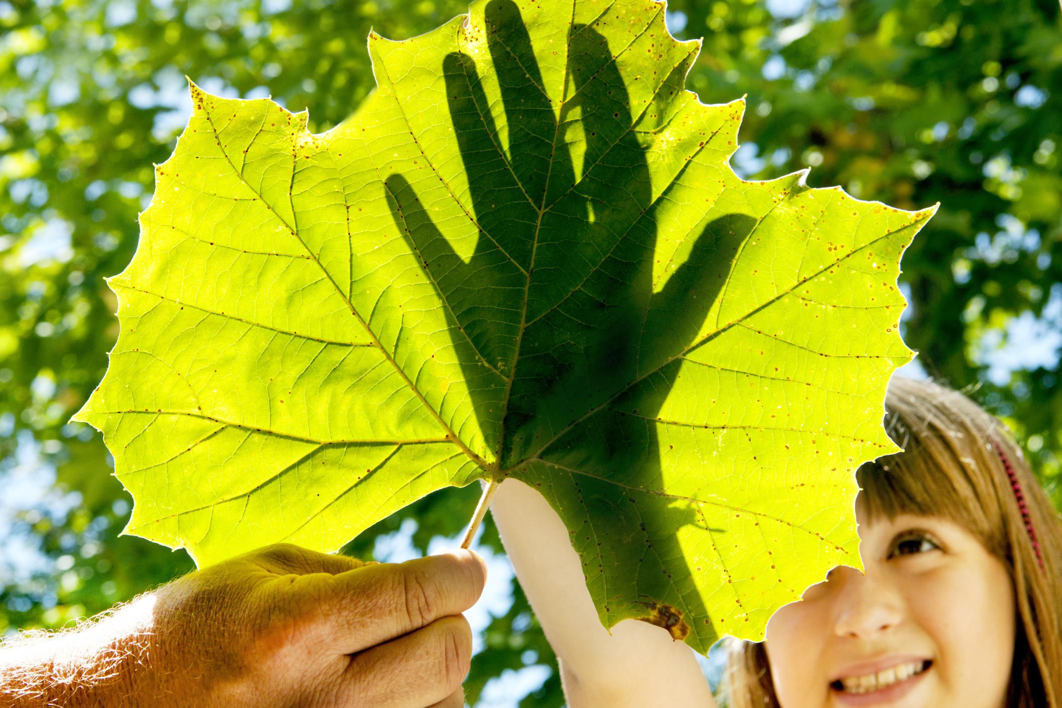 Planting sycamore trees Idea