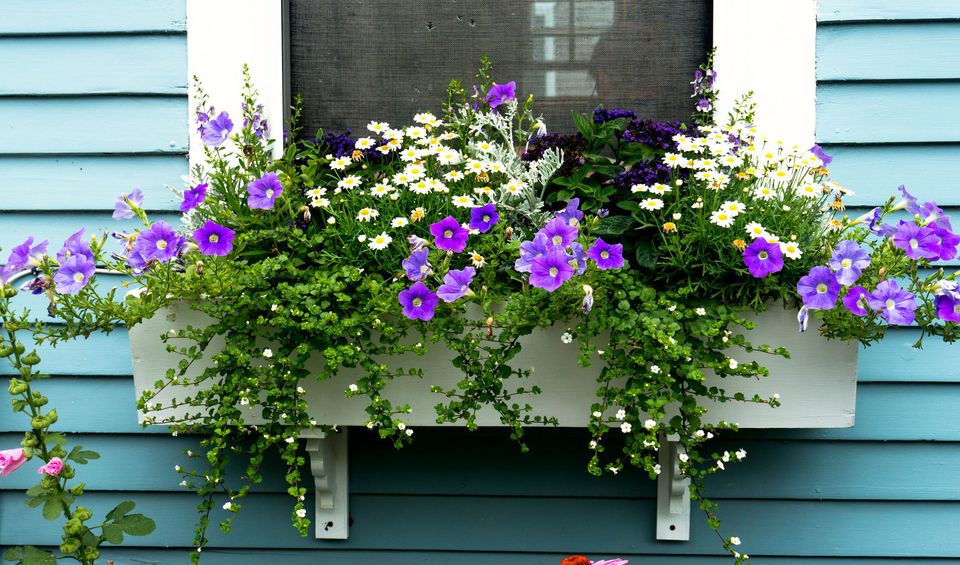 15 Gorgeous Window Box Ideas for Spring