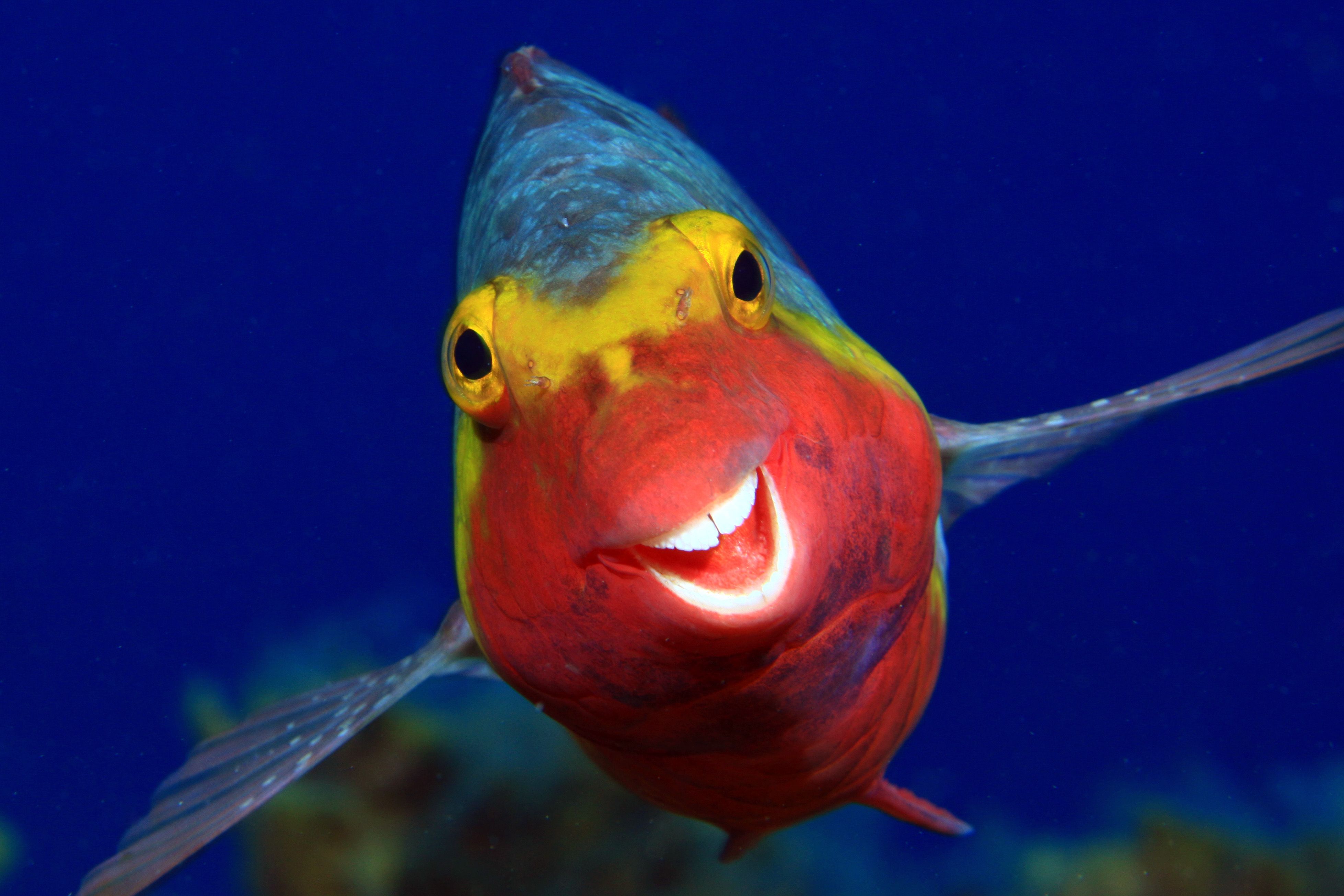 Photo Awards Find Rollicking Humor in Nature