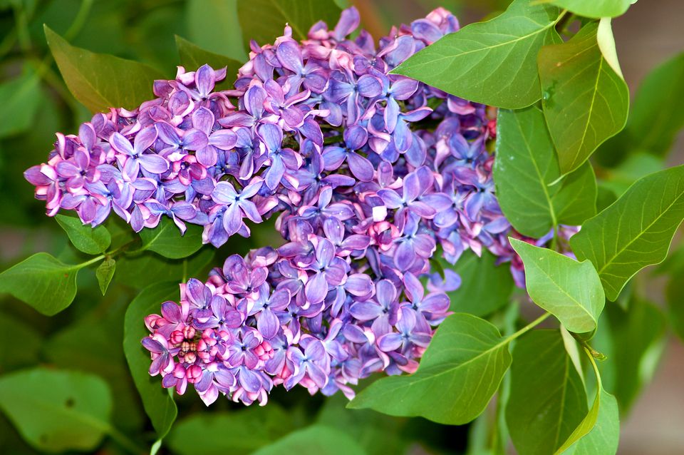 lilac-bushes-growing-tips-for-a-fragrant-shrub