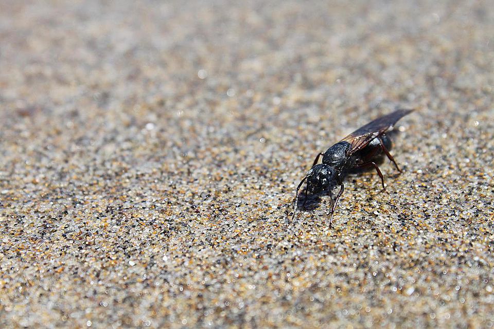 Winter Pest Control In Your Home