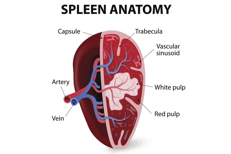 Spleen Anatomy And Function   Spleen Anatomy 5a7f1d713037130036f0b392 