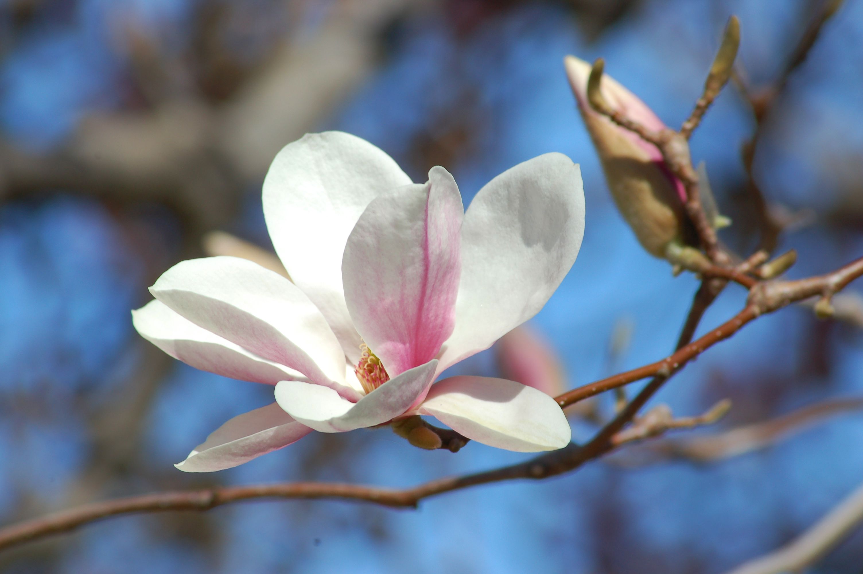 saucer-magnolia-trees-picture-growing-information