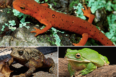 Reptile or Amphibian? A Handy Identification Key