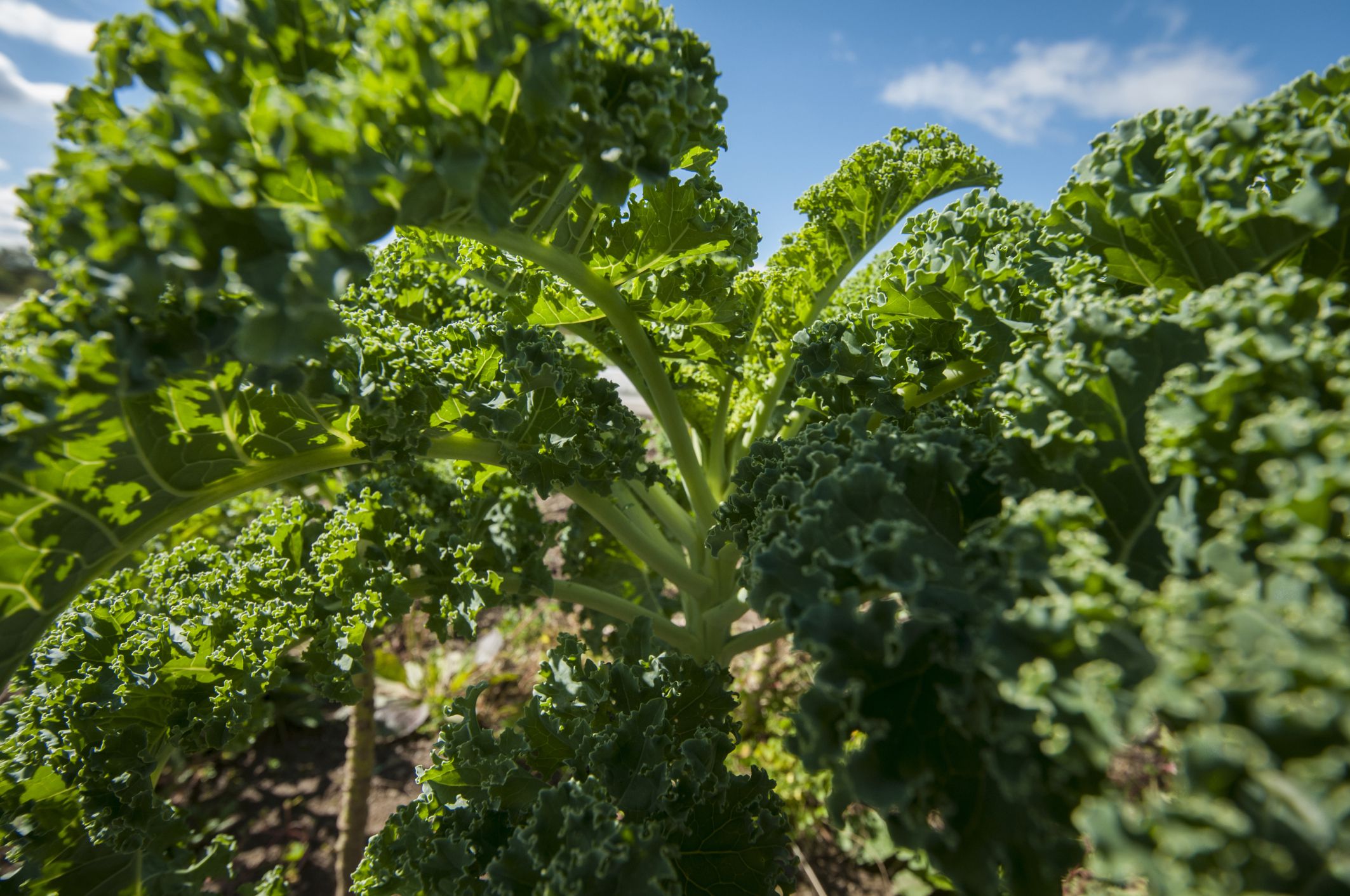 how-to-eat-kale-if-you-have-diabetes