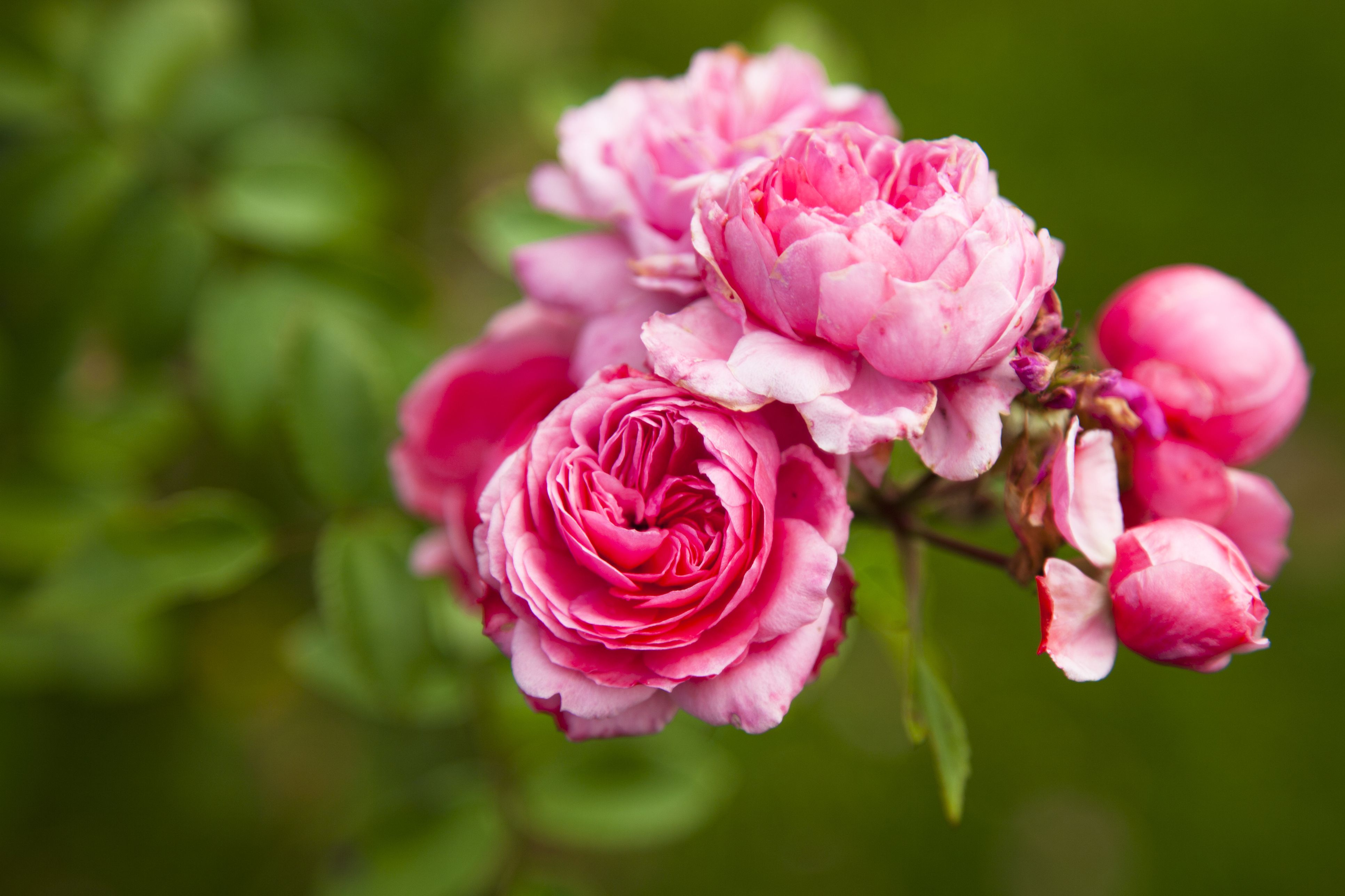 How to Successfully Plant Peonies in the Home Garden