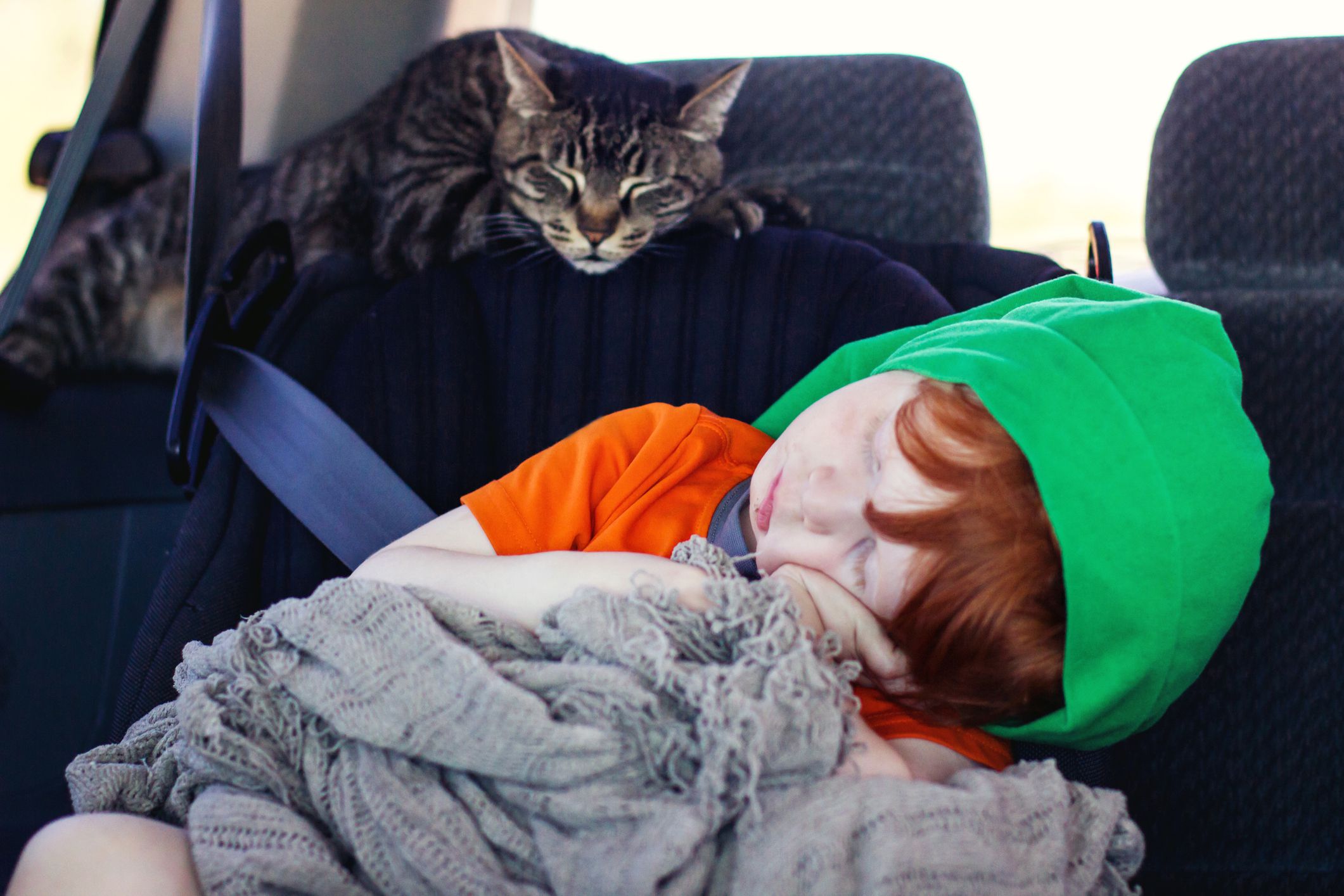 8 Tips to Prepare Cats for Car Travel