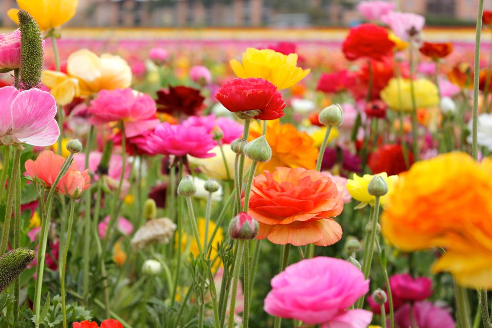 How To Grow Ranunculus Flowers