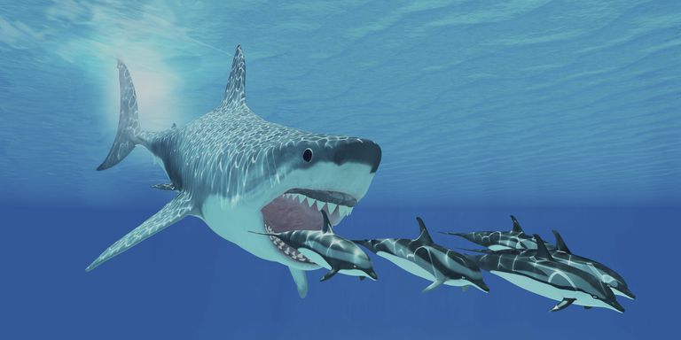 10 Interesting Facts About Megalodon