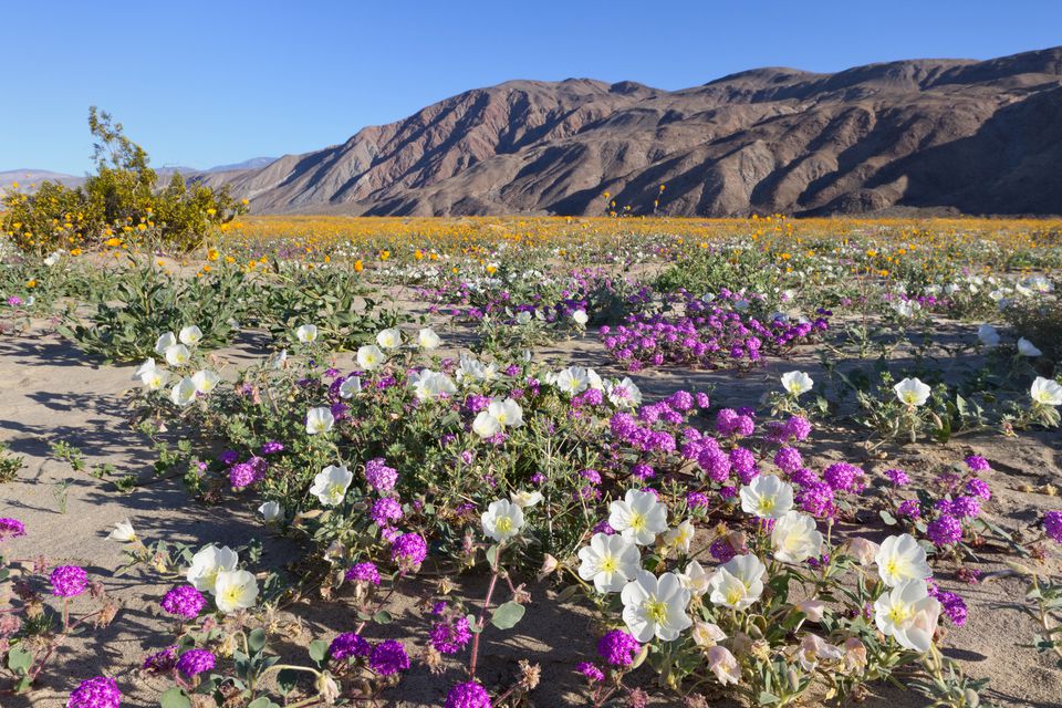 Wildflowers in Anza Borrego Desert, California