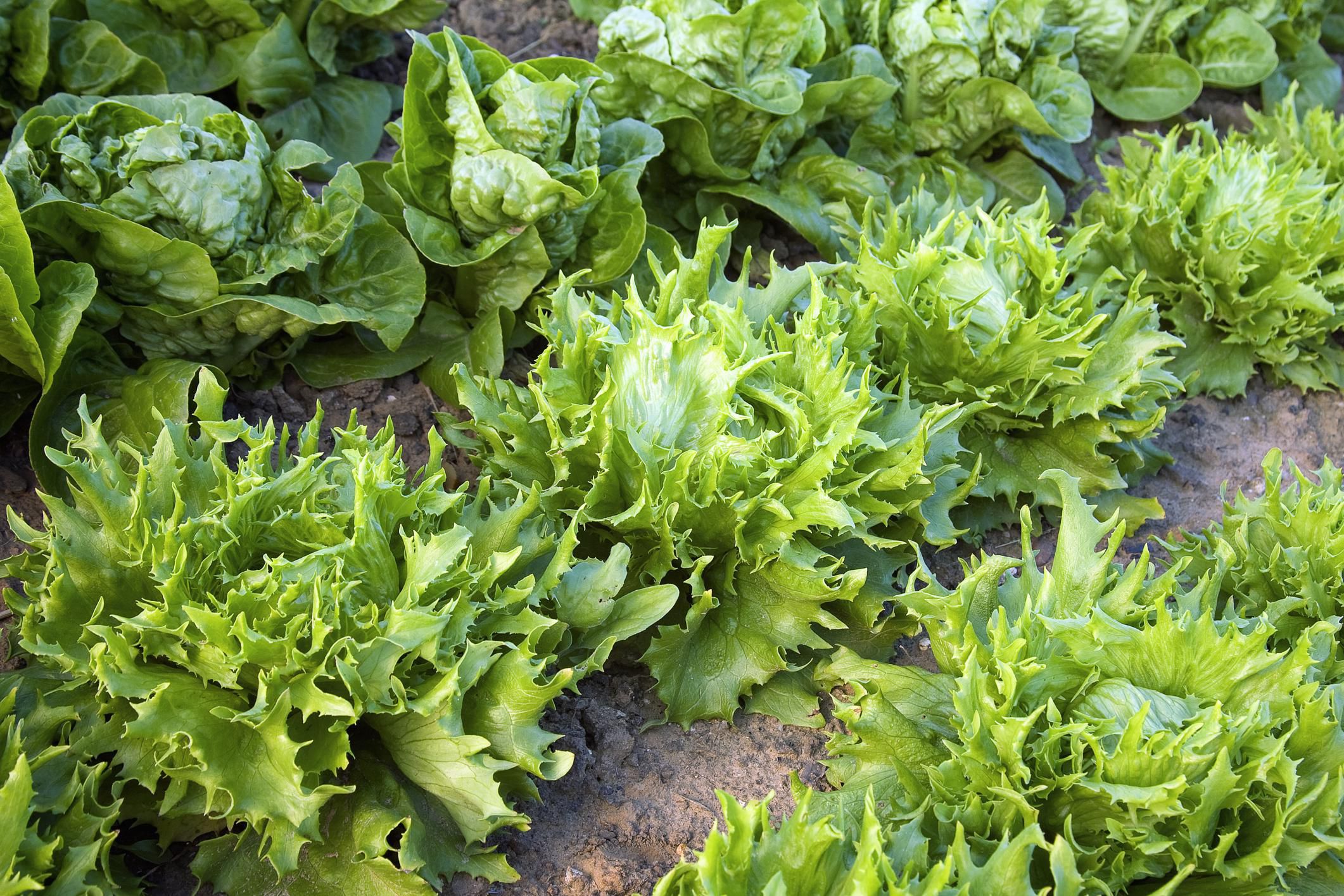 How To Select And Grow Lettuce 8061