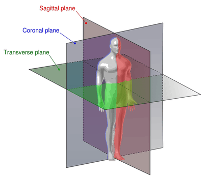 Skeletal System Function And Components