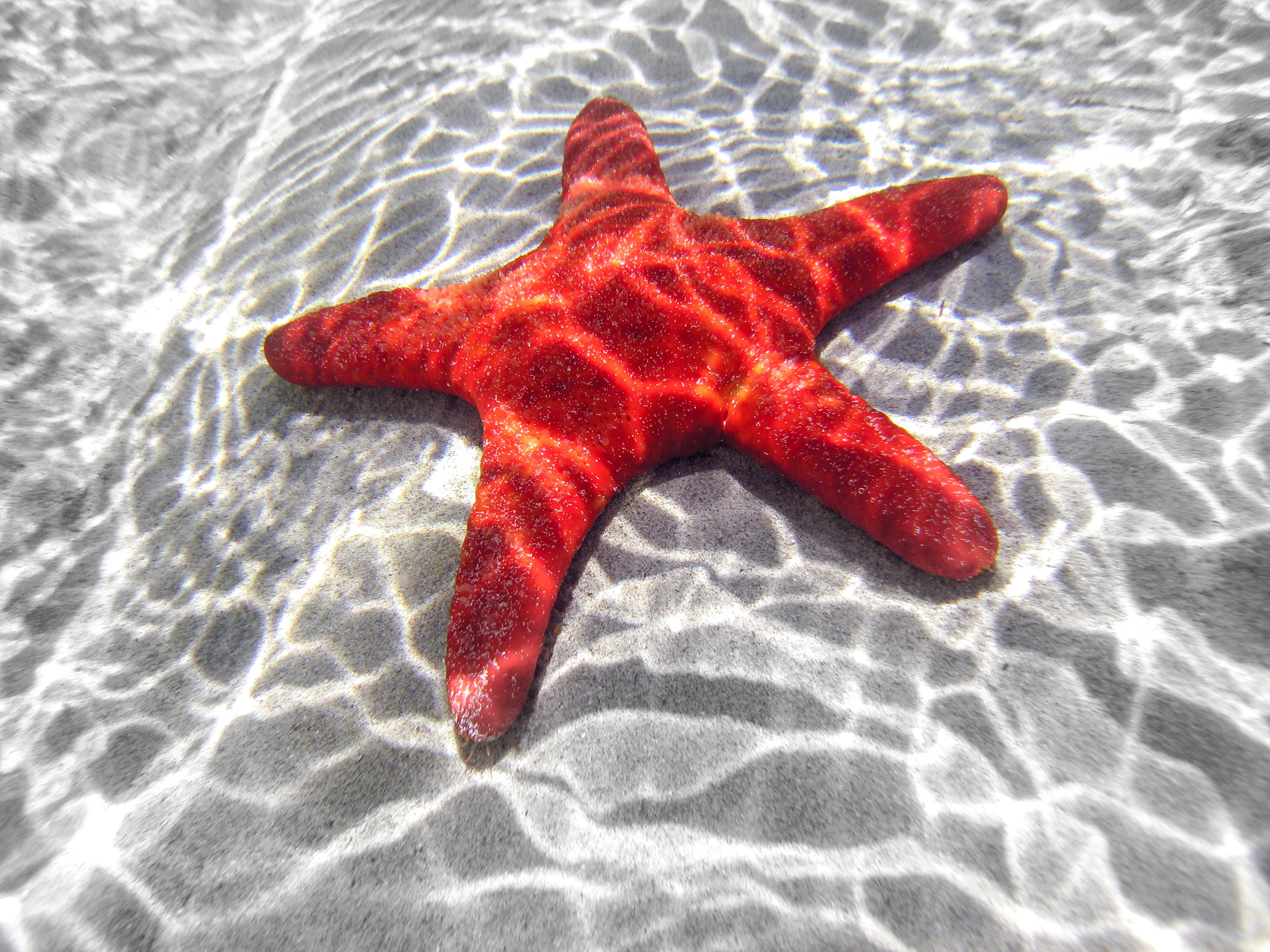 learning-about-starfish