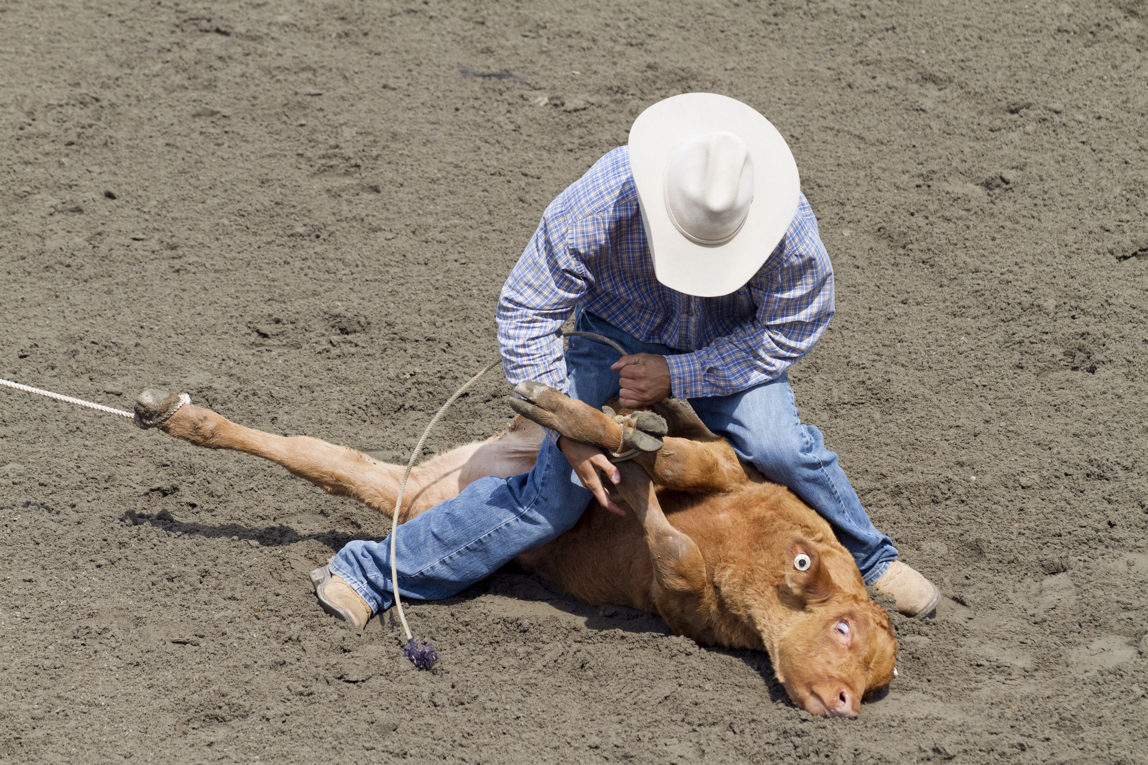 girl calf roping        
        <figure class=