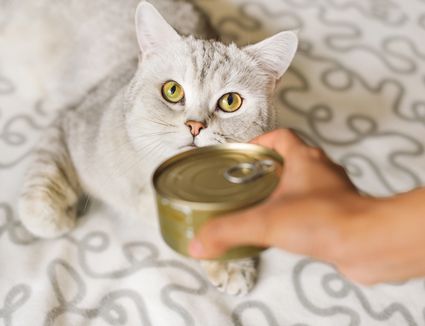 cat diet and nutrition