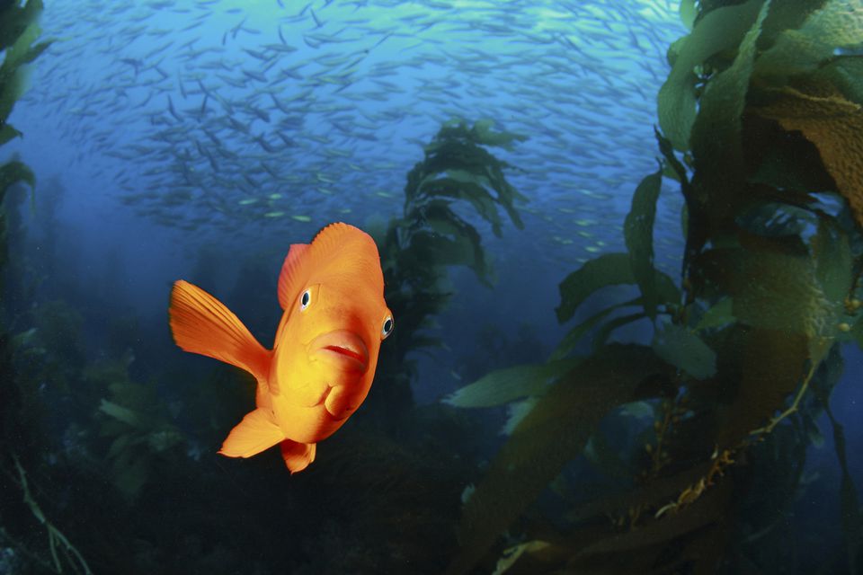 Garibaldi Fish in Kelpforest, Hypsypops rubicundus, Santa Catalina Island, Channel Islands, Pacific, California, USA