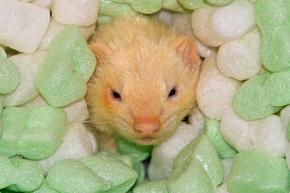 Top 10 Ferret Toys for Your Pet