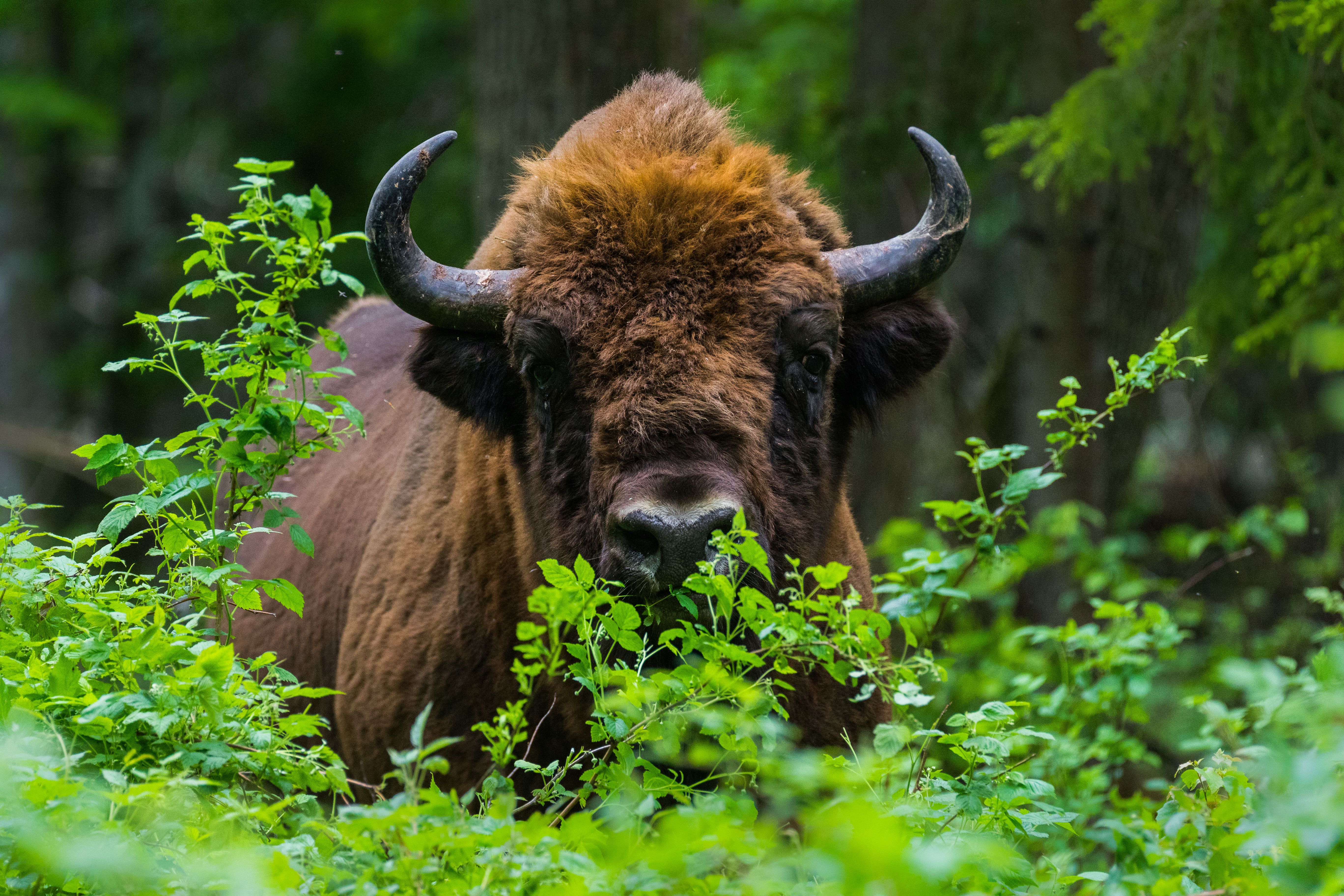 Bison Recovering But 31 Other Species Now Extinct