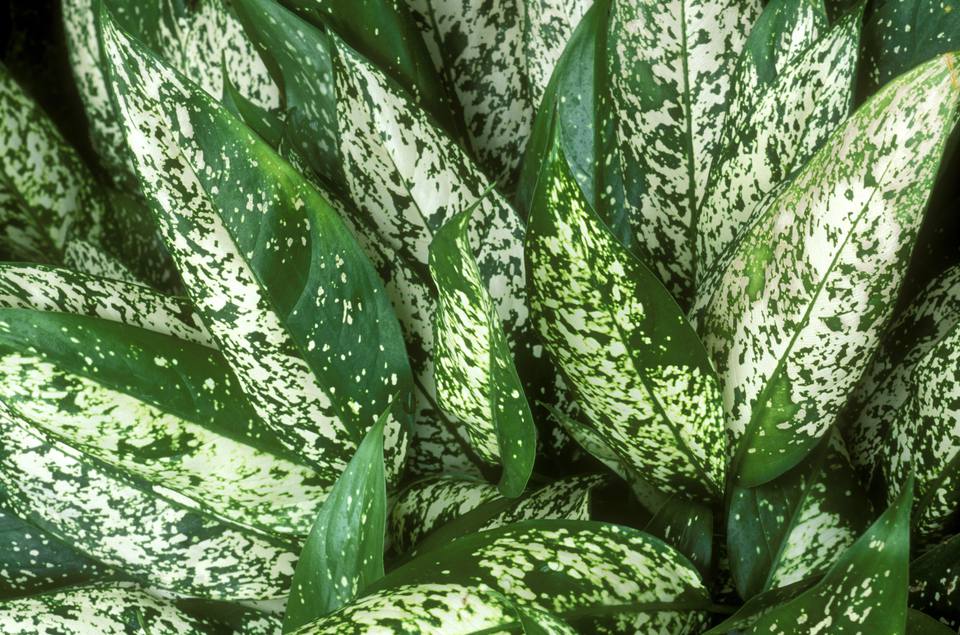 Chinese Evergreen GettyImages 121750310 59359e6e5f9b589eb407ffd6