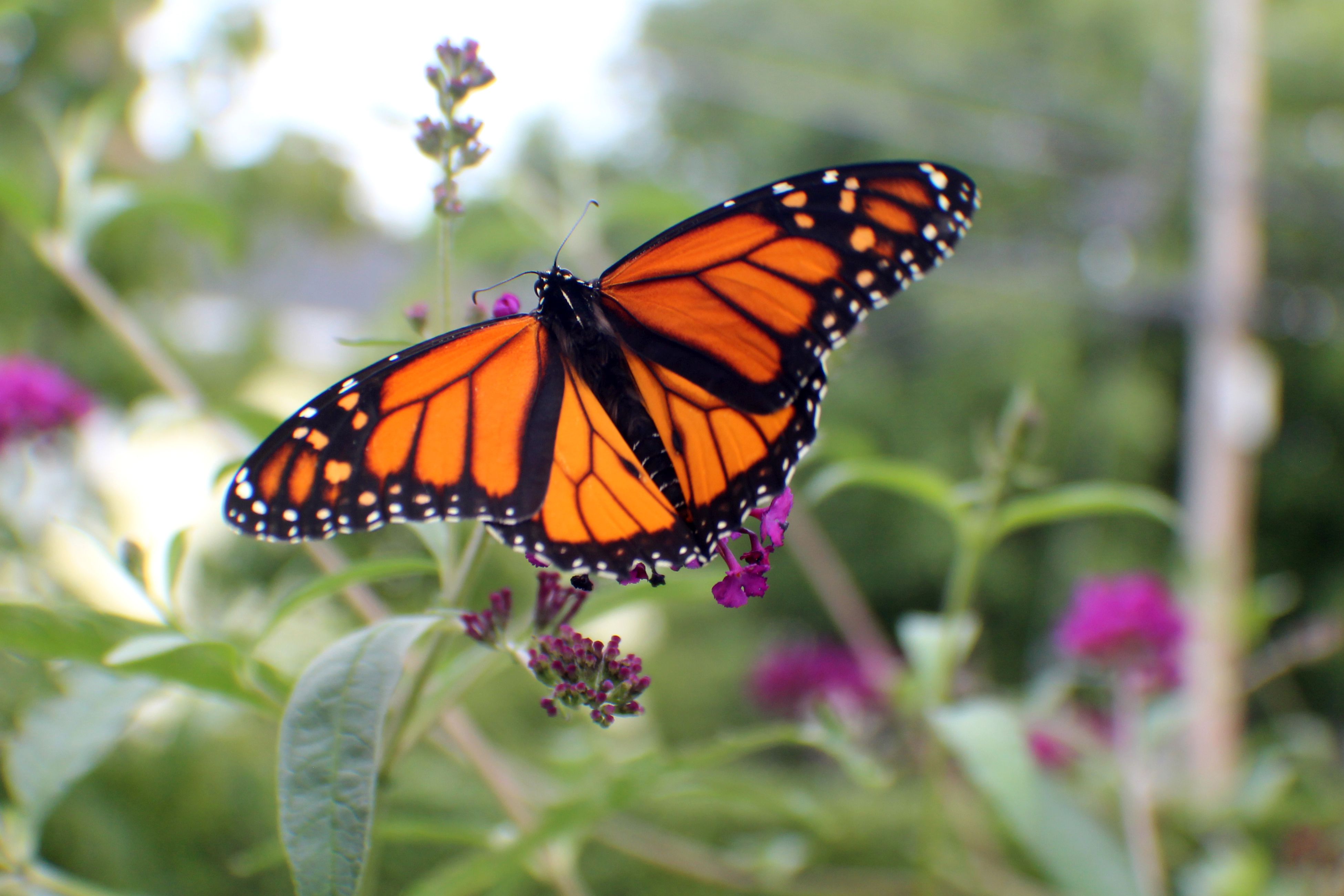 Monarch Butterflies