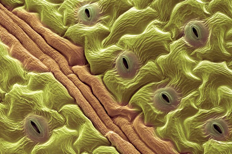 Stomata Definition and Function