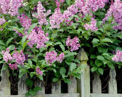 How To Prune Lavender Plants The Spruce