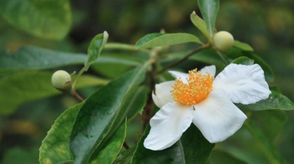 More Plants Are Going Extinct Than We Previously Thought