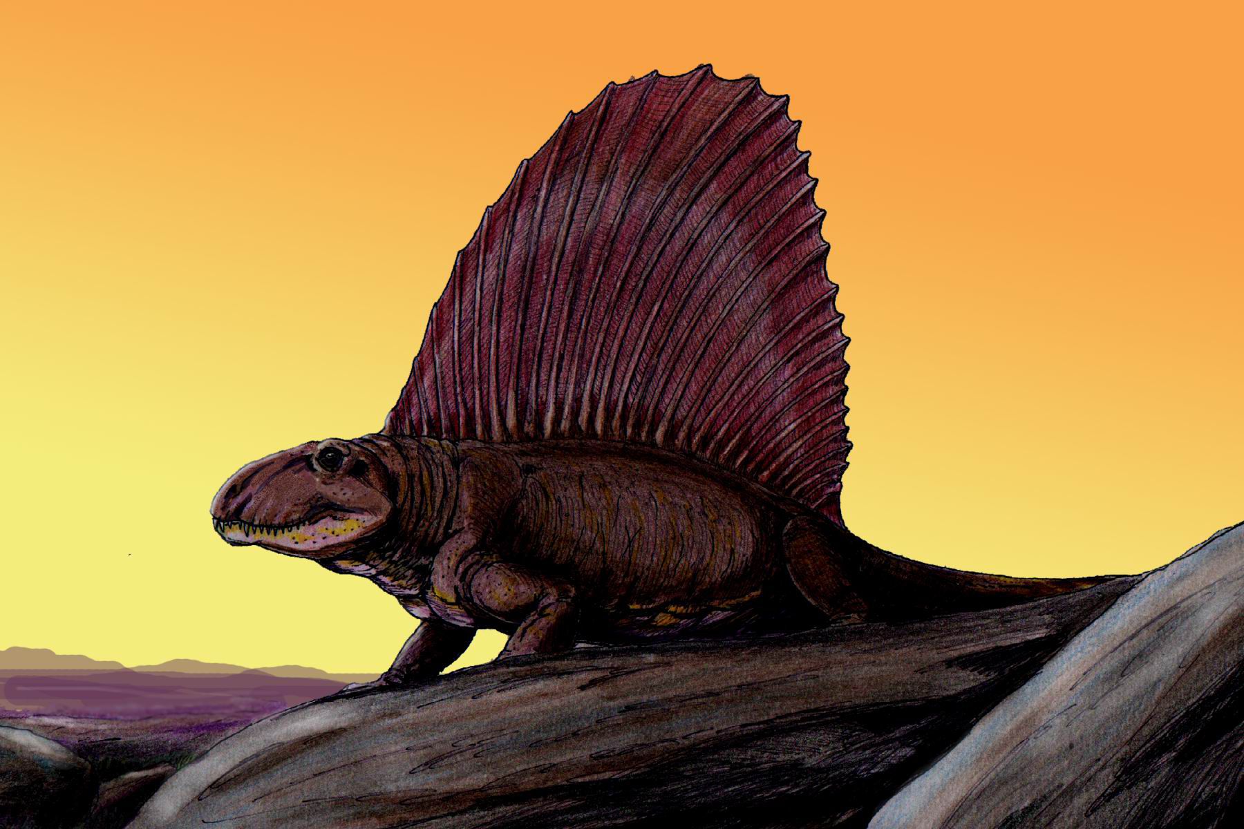 10 Facts About Dimetrodon, the Non-Dinosaur "Dinosaur"