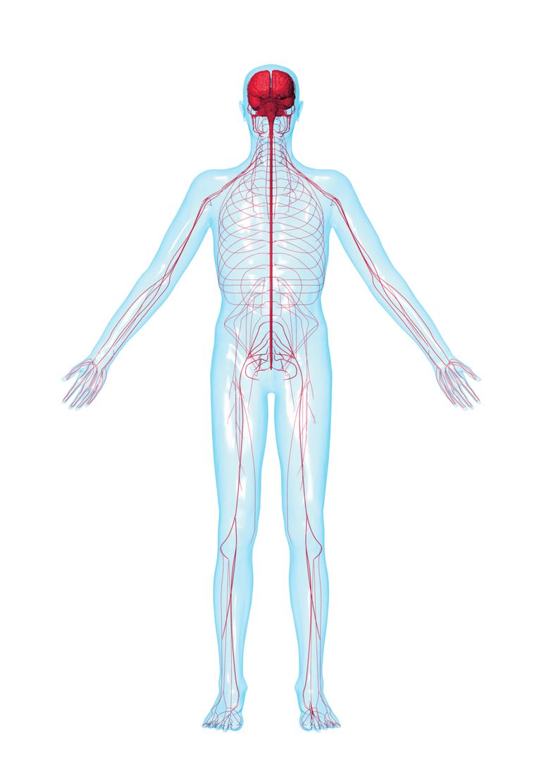 Peripheral Neuropathy - Nerve Damage and Arthritis