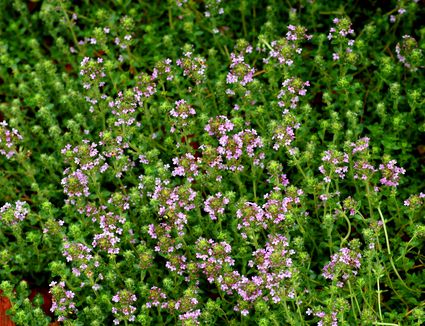 Thyme - How to Grow This Fragrant, Flavorful Herb