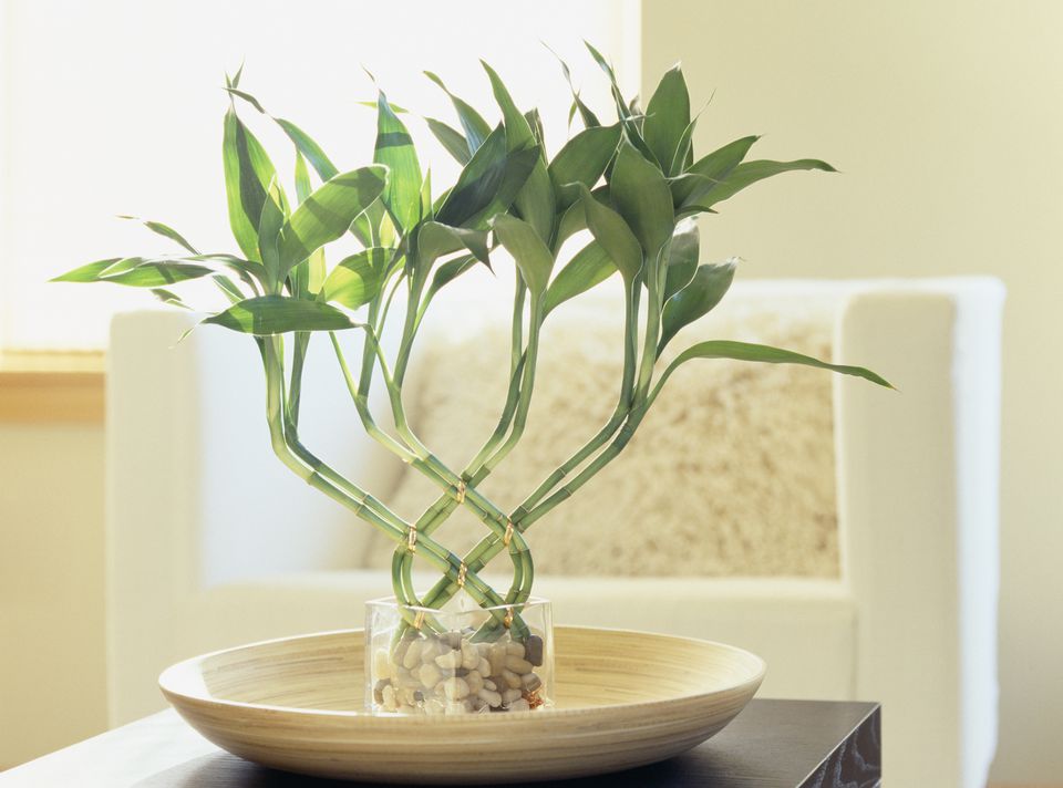 Lucky Bamboo Meaning and Use for Good Feng Shui