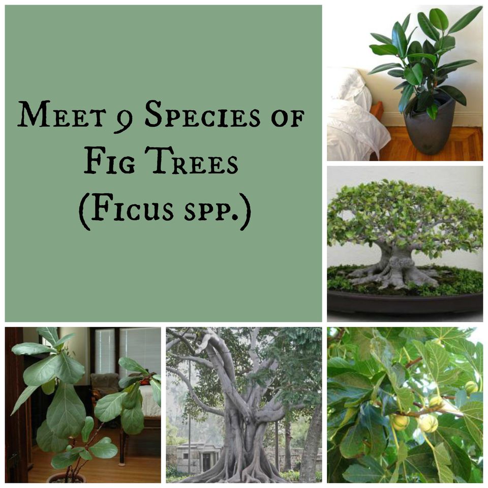 Meet 9 Species Of Fig Trees