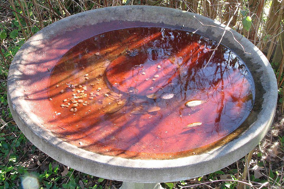 How to Clean a Bird Bath And Why It Matters!