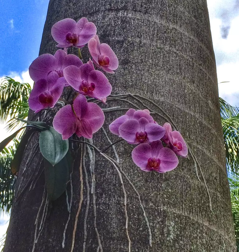 Orquídeas en árbol