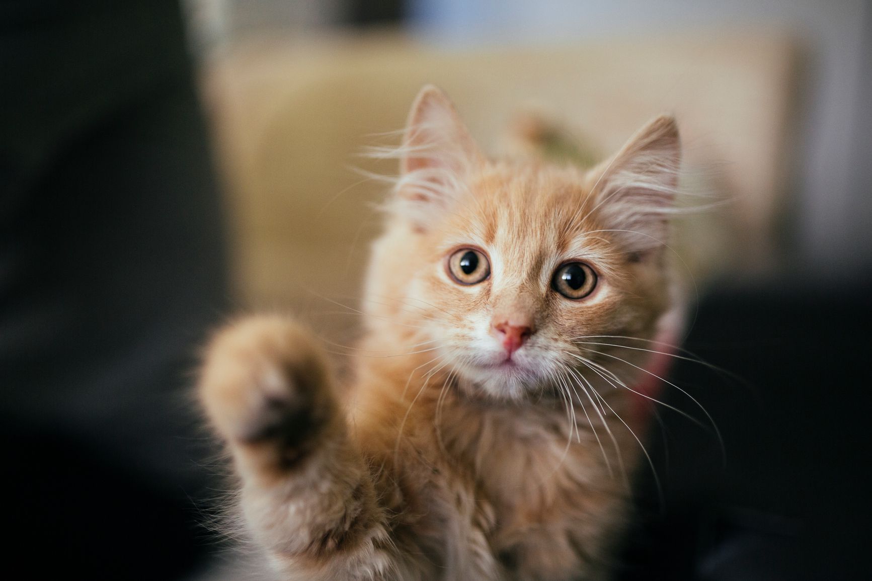 Is Declawing Cats Illegal 