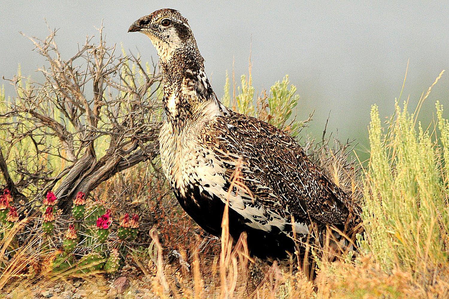 Grouse Identification Tips - How to Identify Quail