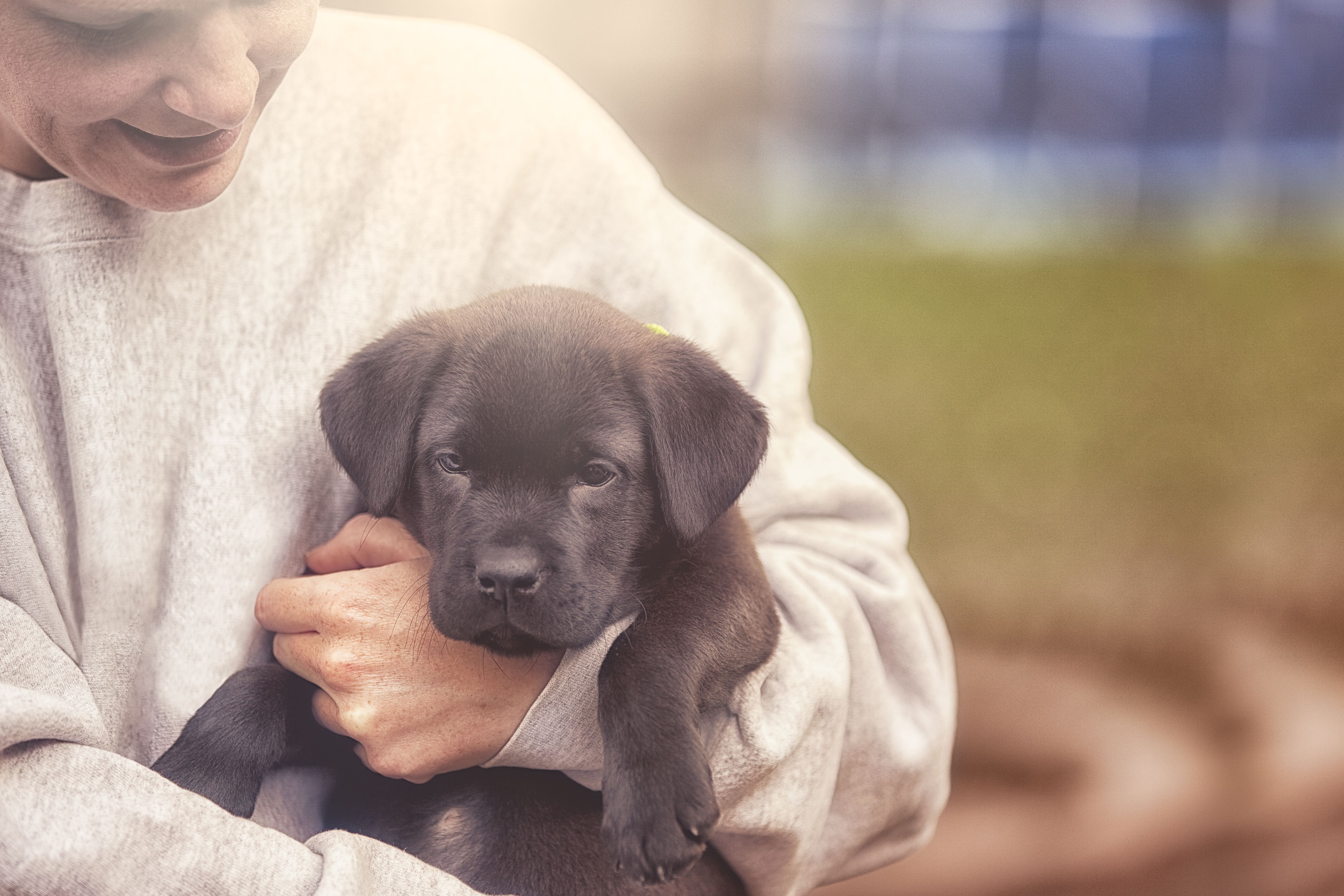 how-to-brush-puppies-teeth