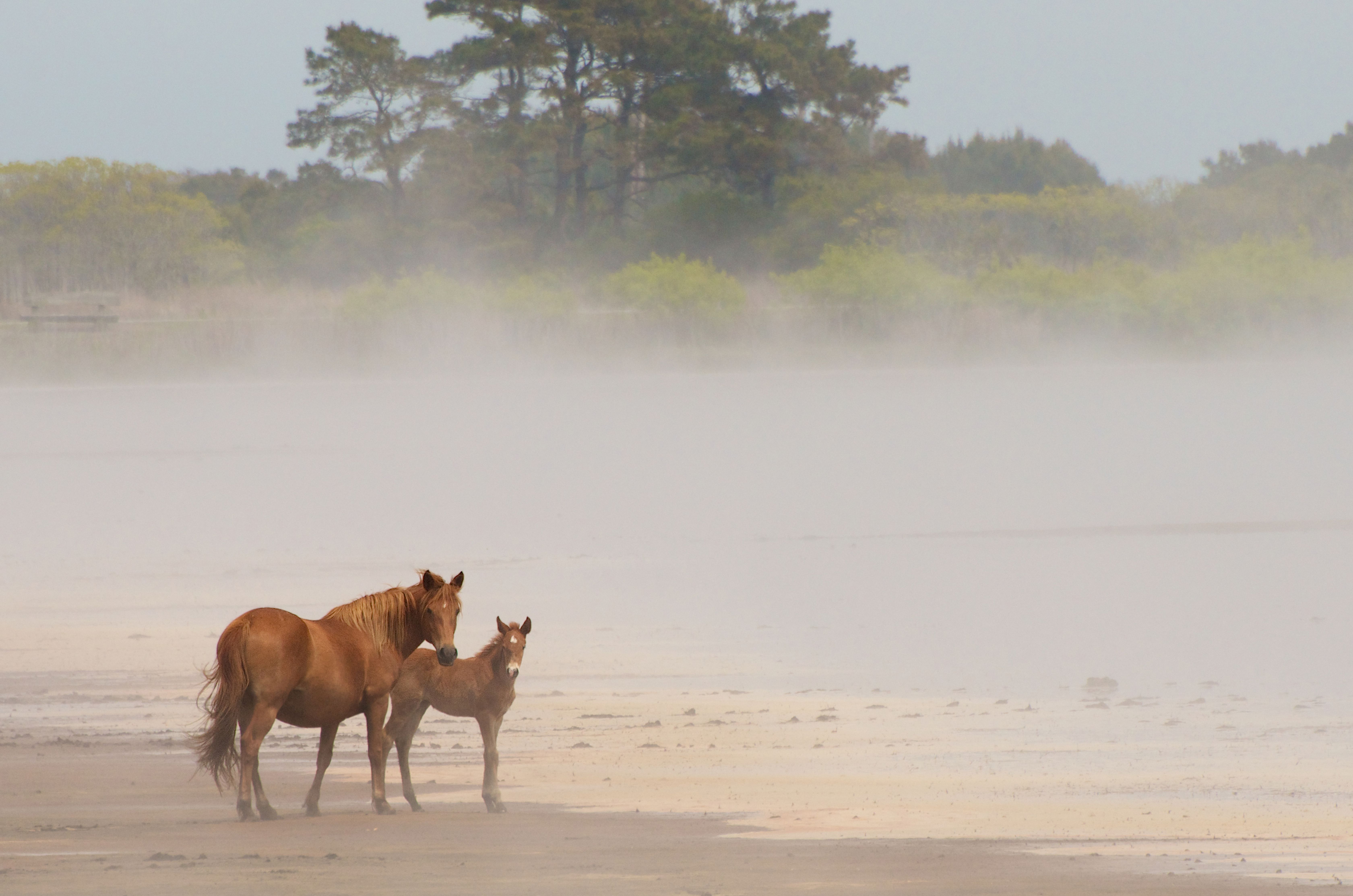 15 Feral Horse Colonies From Around the World