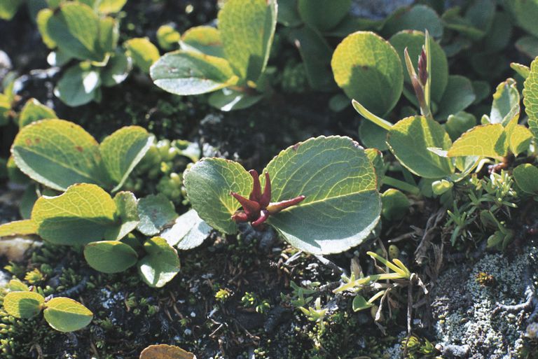 Dwarf Willow (Salix herbacea)