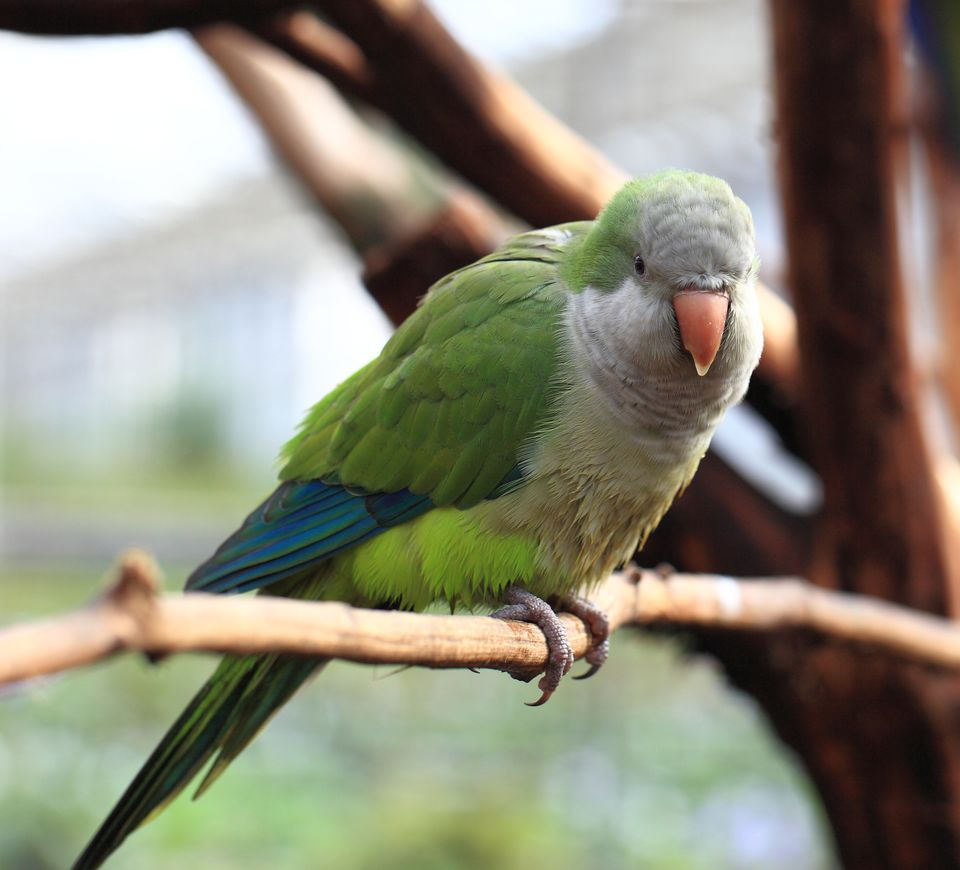 Small and Medium-Sized Birds That Can Talk