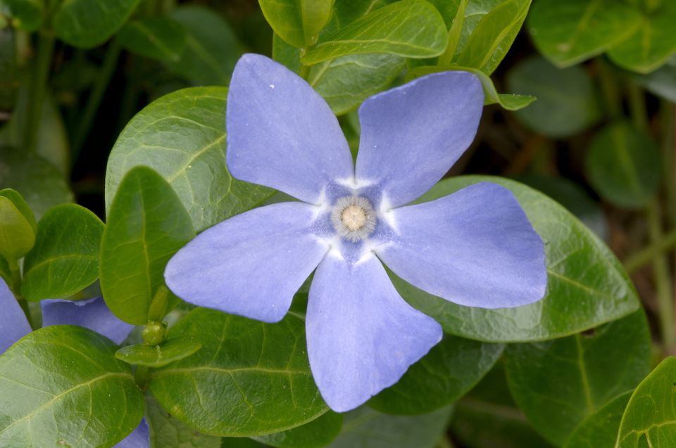 Ground Covers for Shade: 5 to Plant, 7 to Be Wary Of