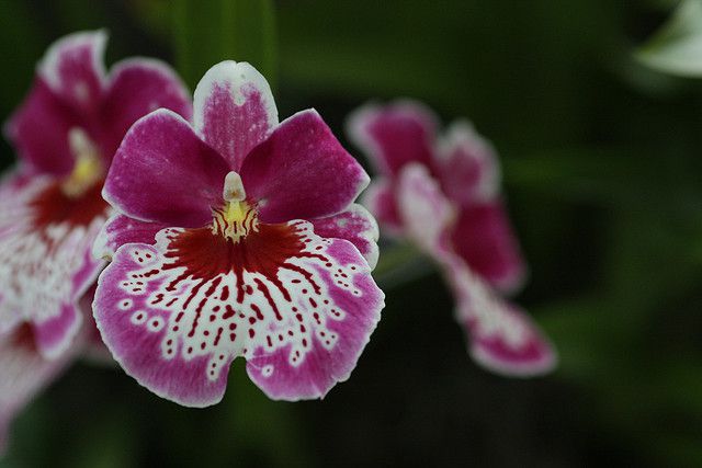 The Types Of Orchids And Identification Photos 