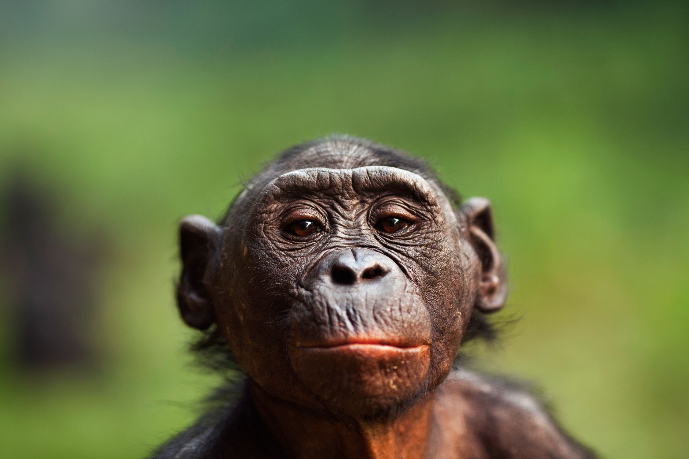 bonobo chimpanzee