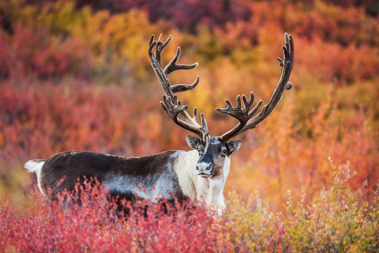 12-important-animals-of-north-america