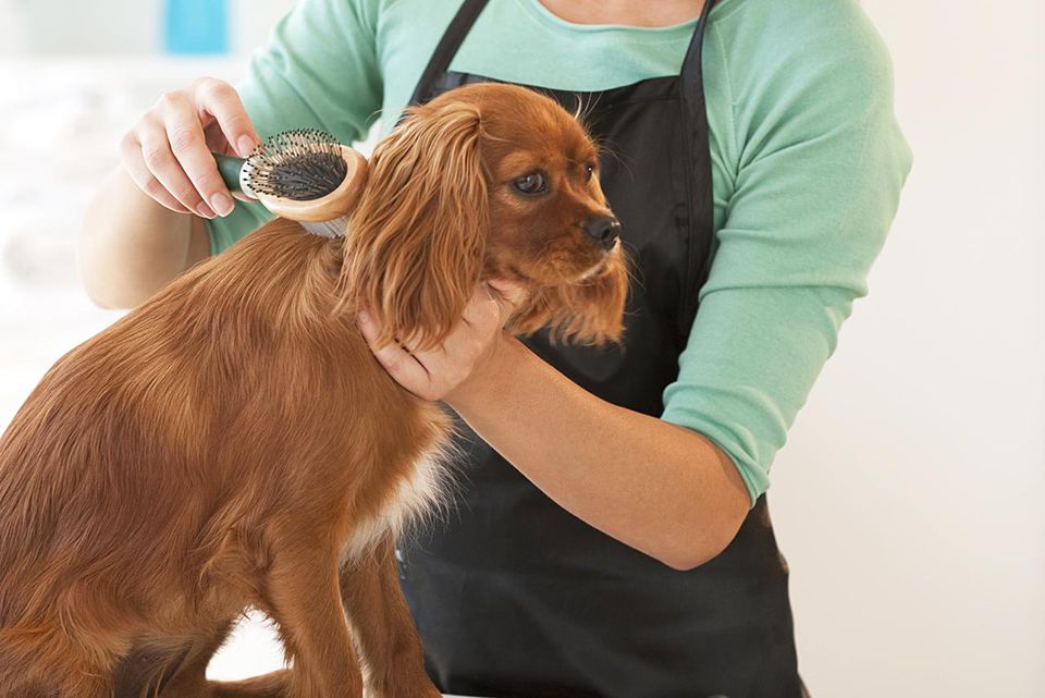 dog groom