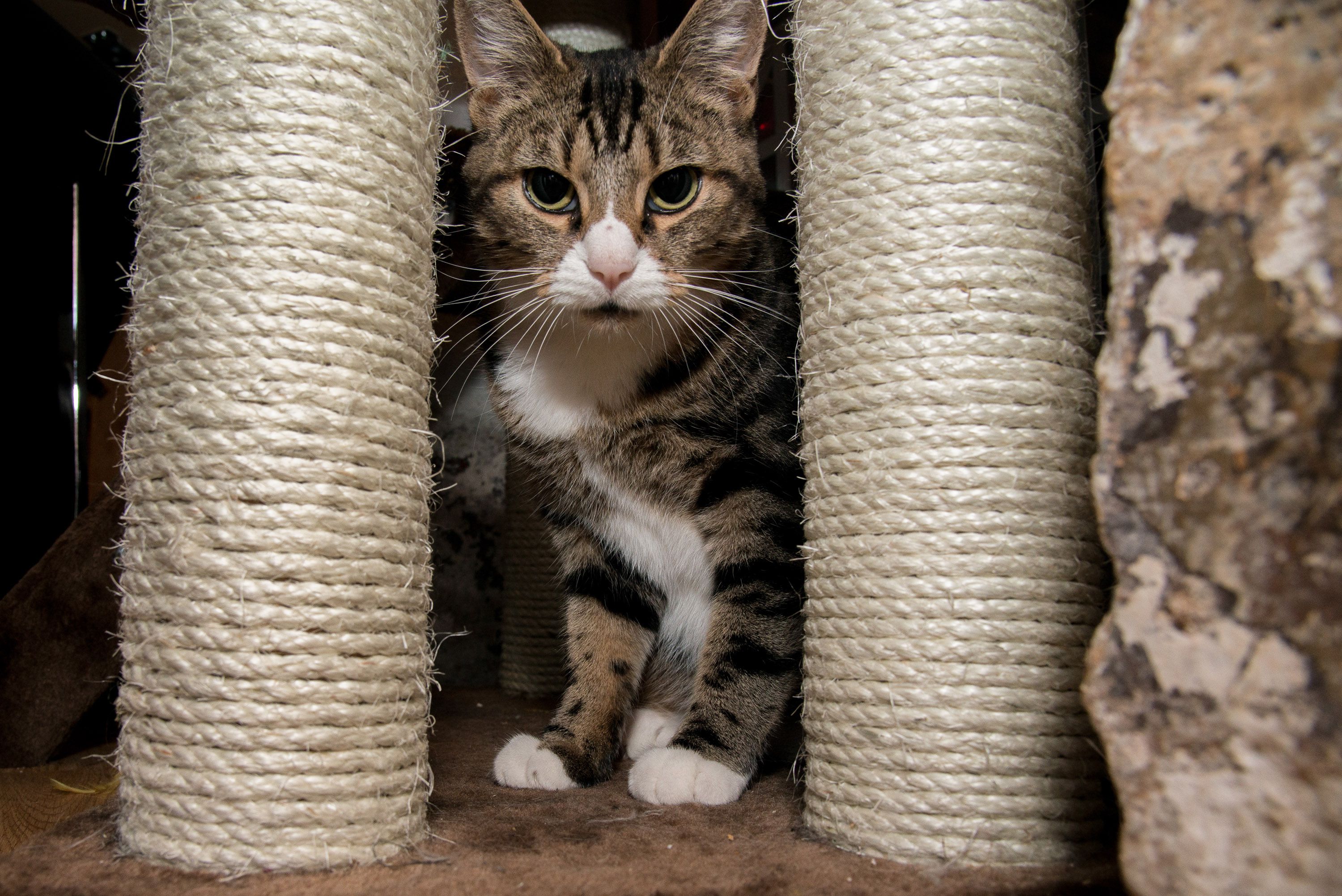 Purrfect Parisians Exploring the Cat  Cafe in Paris 