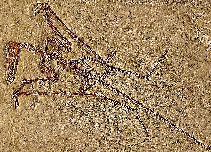 rhamphorhynchus