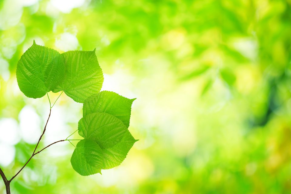 Discover Members of the Tilia Genus