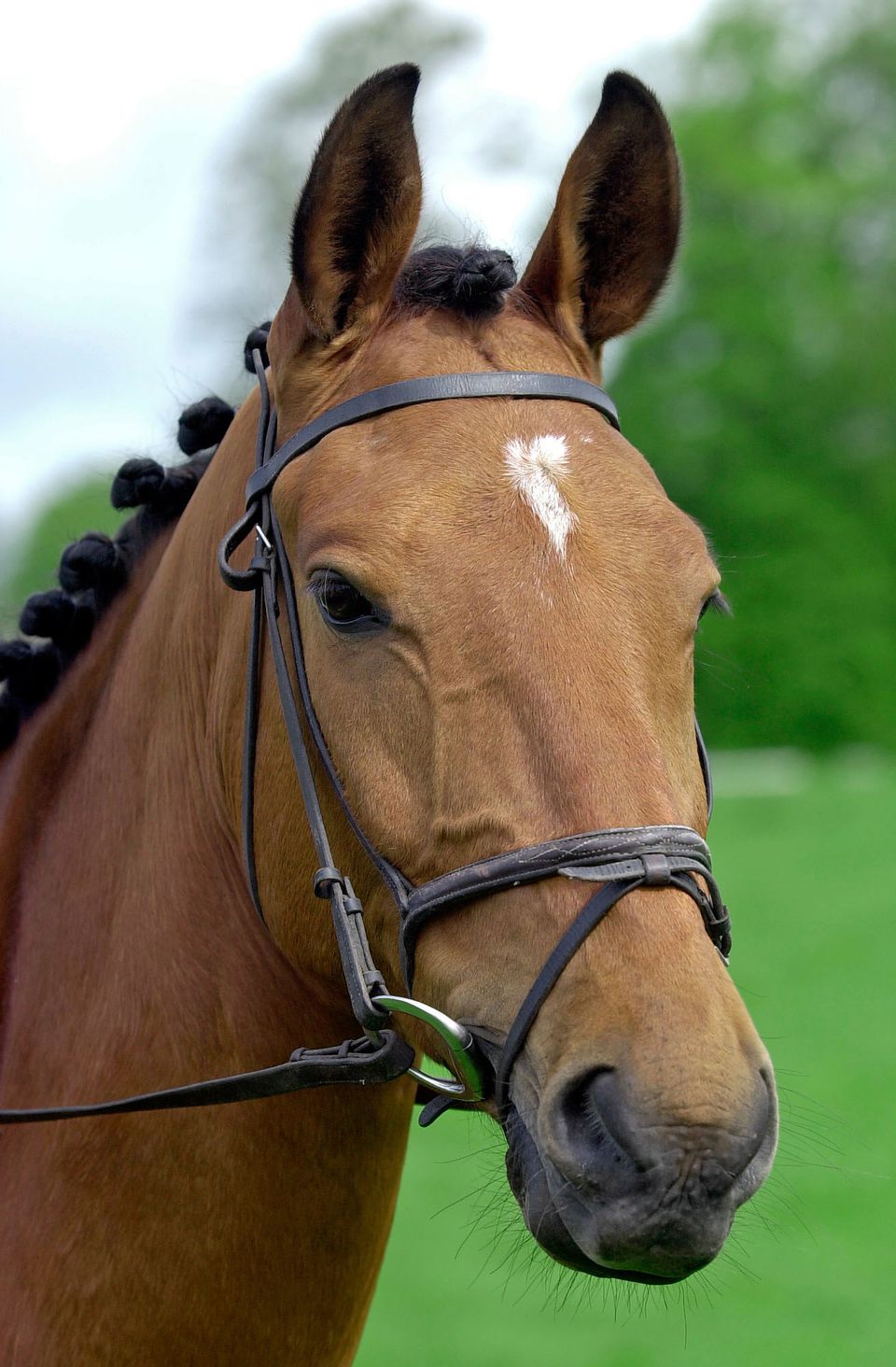 Horses Facial Markings and What They Mean