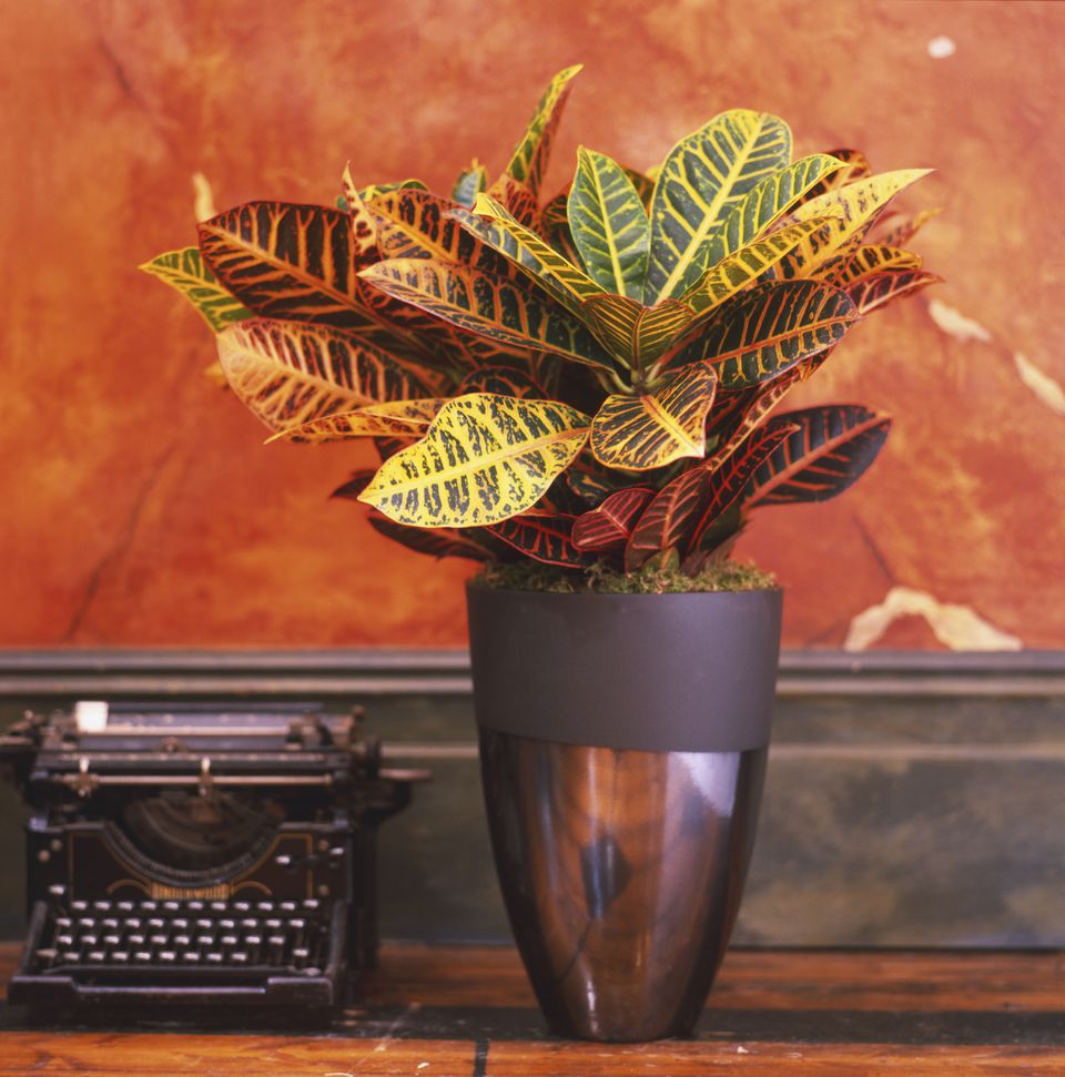 Best Houseplants for Sunny Windows